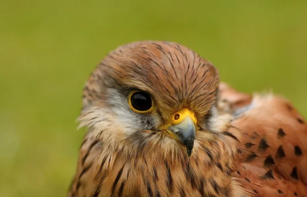 Birds of prey-details — Stock Photo, Image