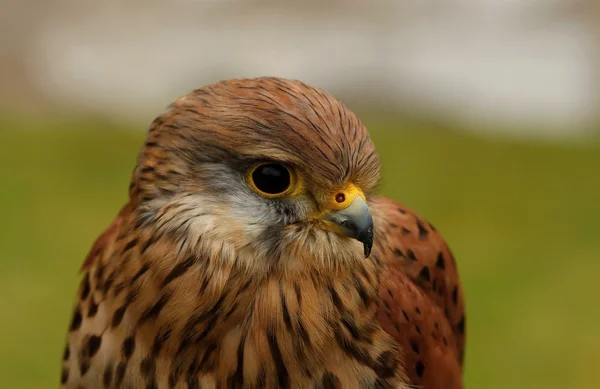 Birds of prey-details — Stock Photo, Image