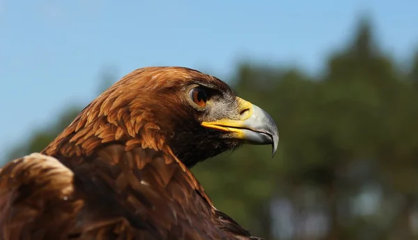 Ptaki drapieżne eagle rock. — Zdjęcie stockowe