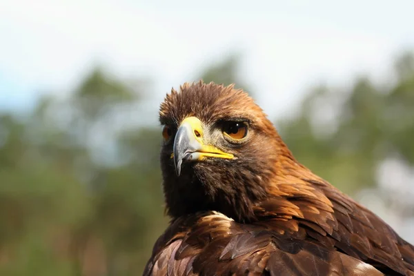 Ptaki drapieżne eagle rock. — Zdjęcie stockowe