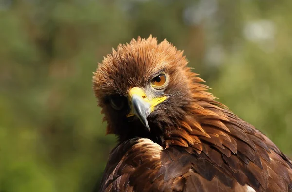 Aves de rapiña-Águila Roca . — Foto de Stock