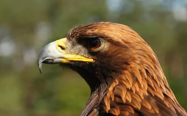 Birds of prey-Eagle Rock. — Stock Photo, Image