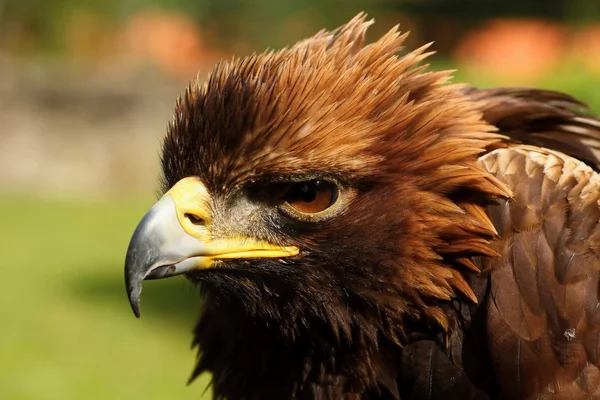 A ragadozó madarak-eagle rock. — Stock Fotó