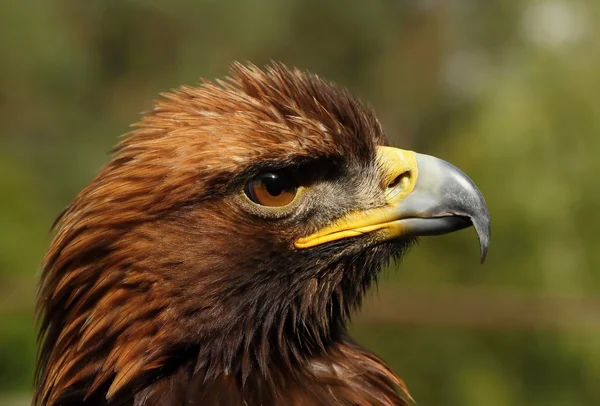 Rovfåglar-eagle rock. — Stockfoto