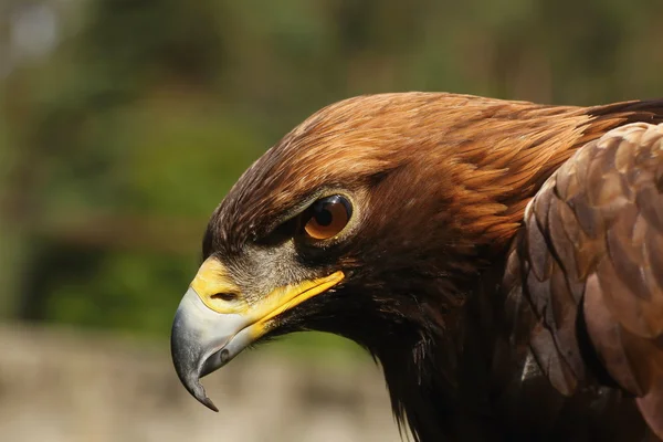 Ptaki drapieżne eagle rock. — Zdjęcie stockowe