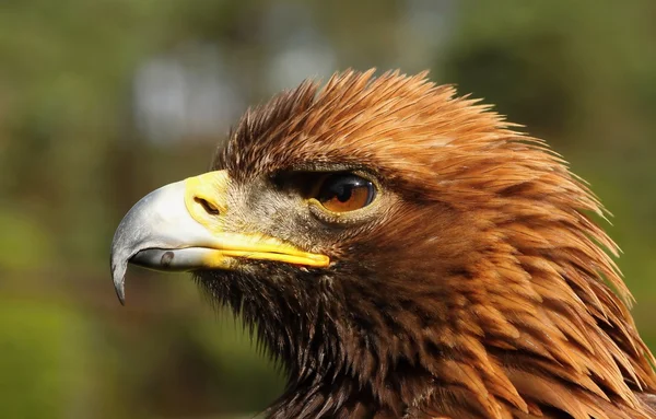 Oiseaux de proie-Eagle Rock . — Photo