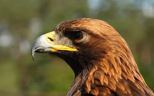 Aves de rapiña-Águila Roca . Imagen de stock