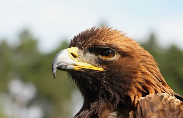 Birds of prey-Eagle Rock. Stock Image