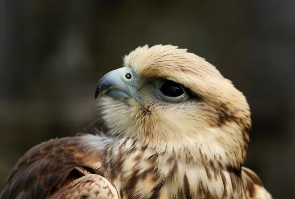 Rovfåglar-saker. — Stockfoto