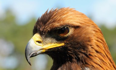 Birds of prey-Eagle Rock. clipart