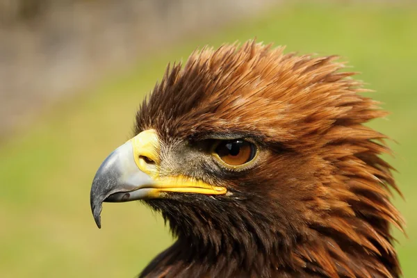 A ragadozó madarak-eagle rock. — Stock Fotó