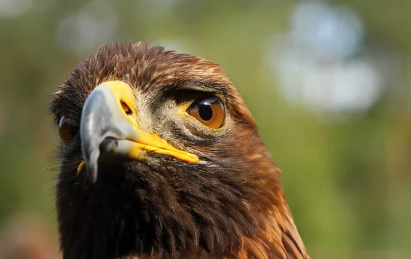 Birds of prey-Eagle Rock. — Stock Photo, Image