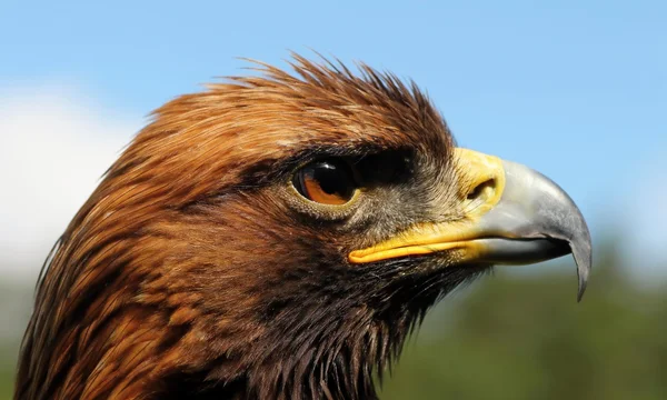 Aves de rapiña-Águila Roca . — Foto de Stock