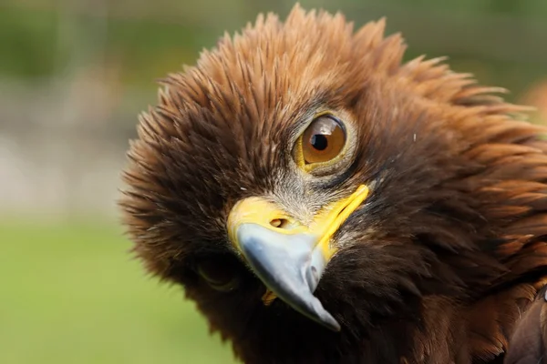 -Birds of prey-Eagle Rock — Stock Photo, Image