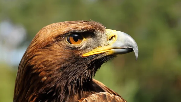 Aves de rapiña-Águila Roca . Imagen de archivo