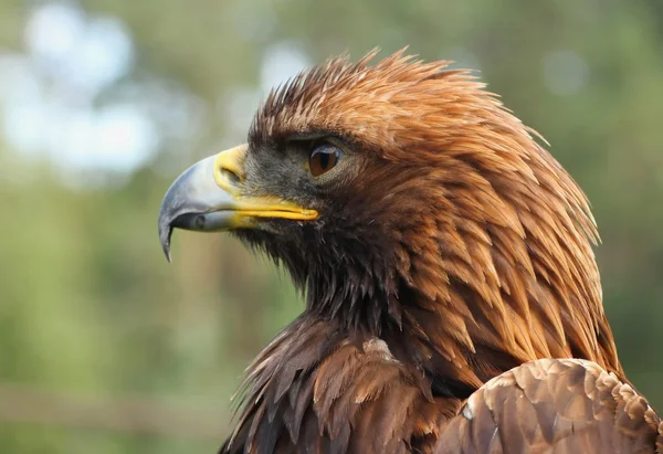 Aves de rapiña-Águila Roca . Imágenes de stock libres de derechos