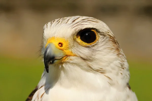 Birds of prey-Saker — Stock Photo, Image