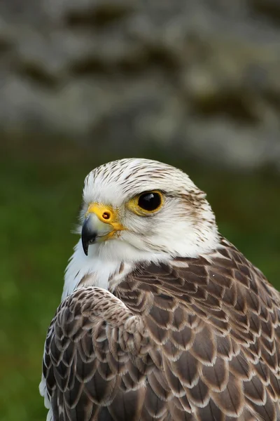 Birds of prey-Saker — Stock Photo, Image