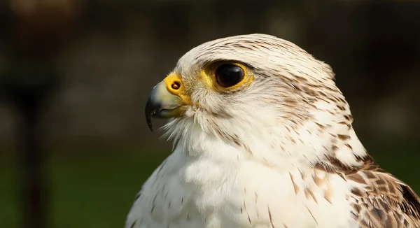 Birds of prey-Saker — Stock Photo, Image