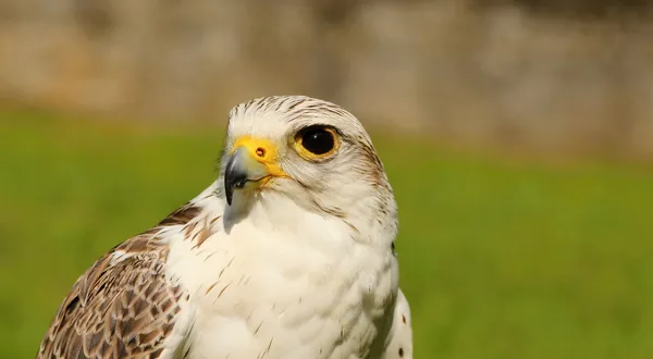 Birds of prey-Saker — Stock Photo, Image