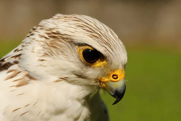 Birds of prey-Saker — Stock Photo, Image