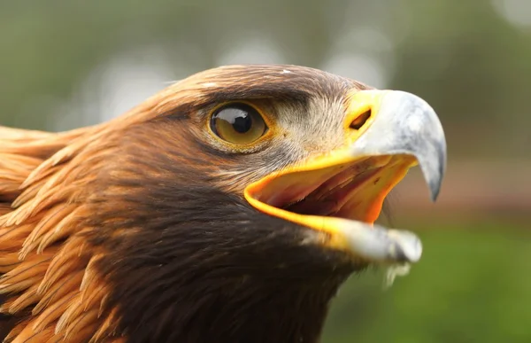 Birds of prey, Stock Picture