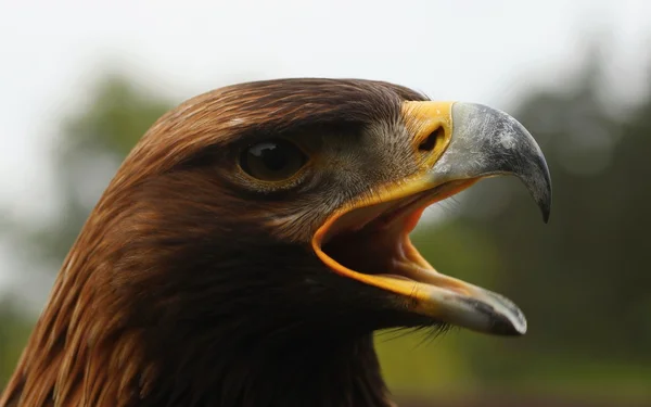 Aves de presa , —  Fotos de Stock