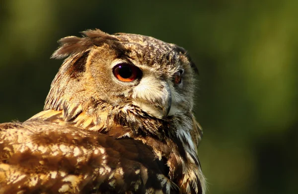 Birds of prey, — Stock Photo, Image