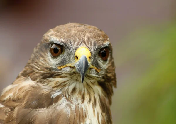 Burung pemangsa , — Stok Foto