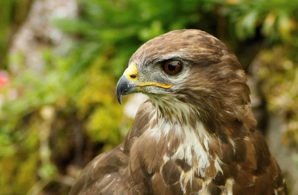 Burung pemangsa , — Stok Foto