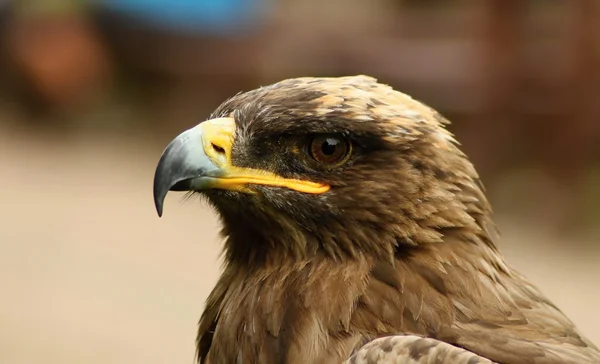 Burung pemangsa , — Stok Foto