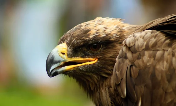 Birds of prey, — Stock Photo, Image