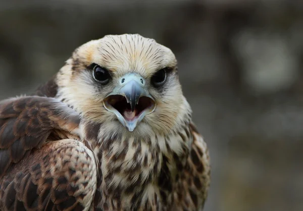 Greifvögel, — Stockfoto