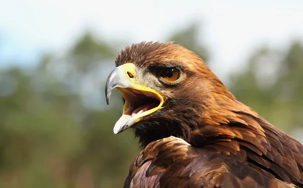 Aves de rapina , — Fotografia de Stock