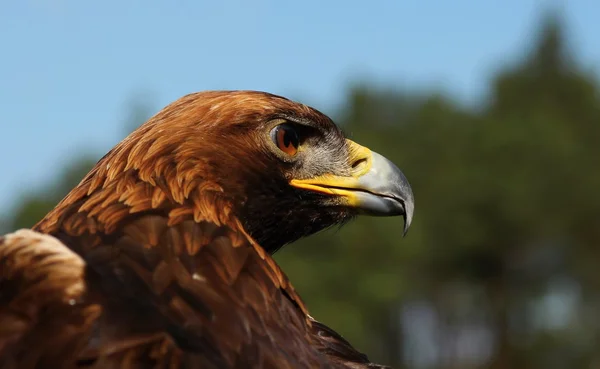 Aves de rapina , — Fotografia de Stock