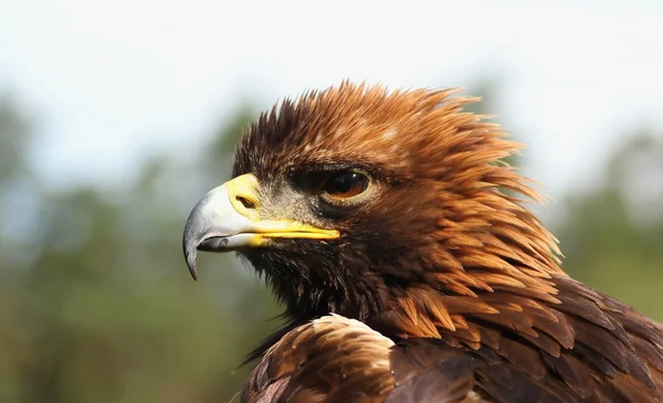 Birds of prey, — Stock Photo, Image