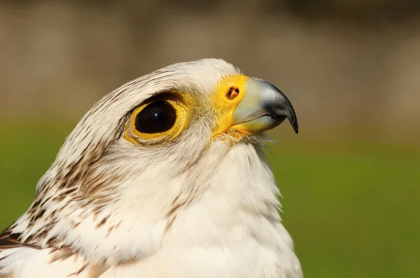 Birds of prey, — Stock Photo, Image