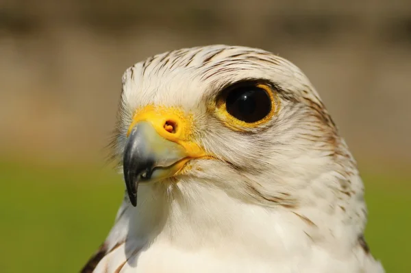 Greifvögel, — Stockfoto