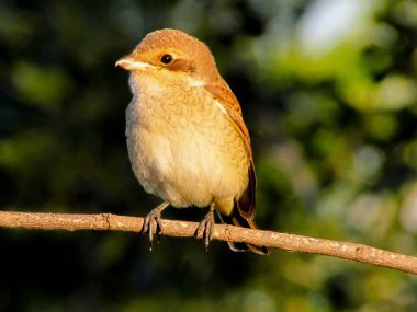Örümcekkuşu ağaçta oturuyor.