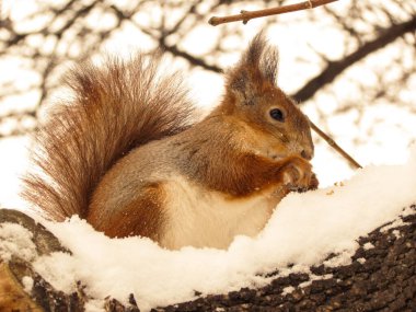 Dişinde fındık olan sincap.