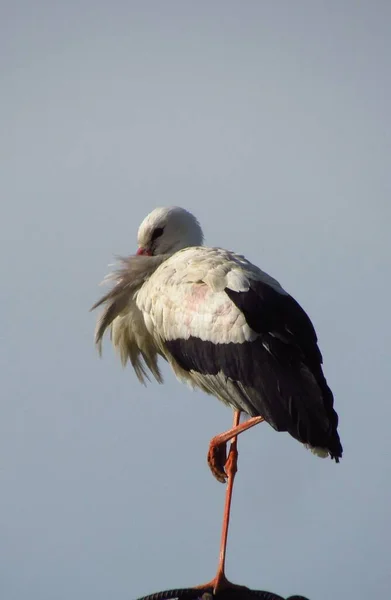 Stork Sits High Nest — Stockfoto