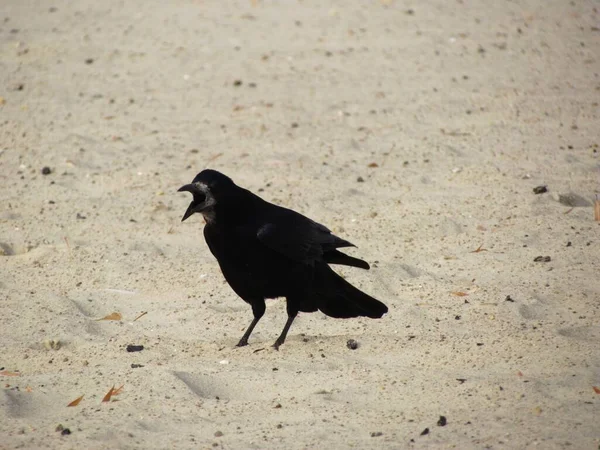 Corbeau Noir Sur Plage Croise — Photo