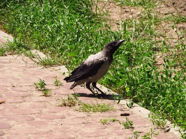 Gris Hombro Cuervo Chavala Esperando Madre —  Fotos de Stock