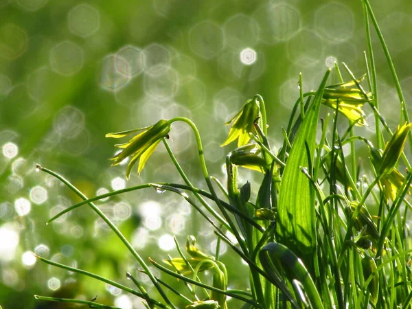 Goose Onion Blooms Spring — Stock Photo, Image