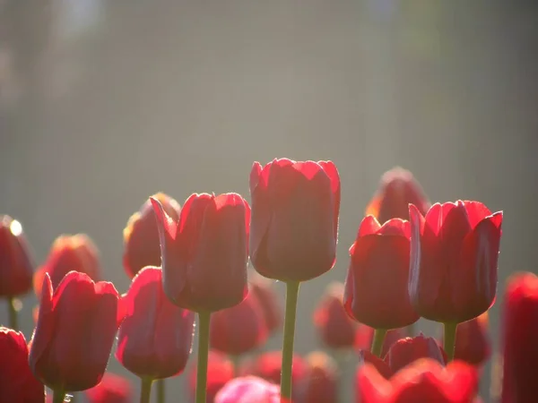 Rosa Tulipaner Ved Daggry Våren – stockfoto