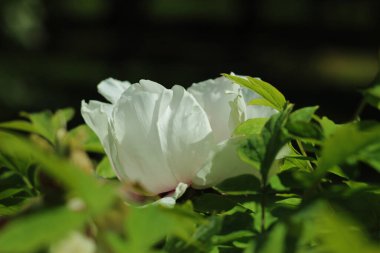 Beyaz şakayık çiçeği