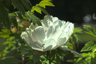 Beyaz şakayık çiçeği