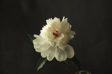 Siyah arka planda büyük bir şakayık çiçeği tomurcuğu