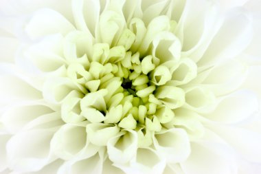 Close-Up beyaz kasımpatı çiçeği