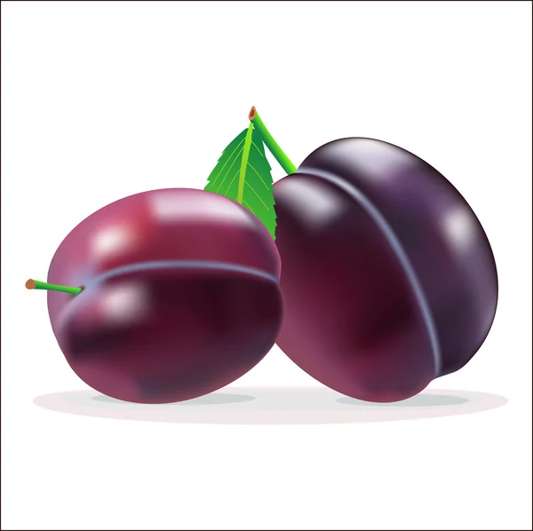 Plum — Stock Vector